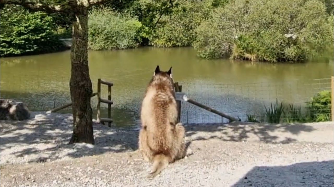 What Is The Wise Old Husky Thinking About