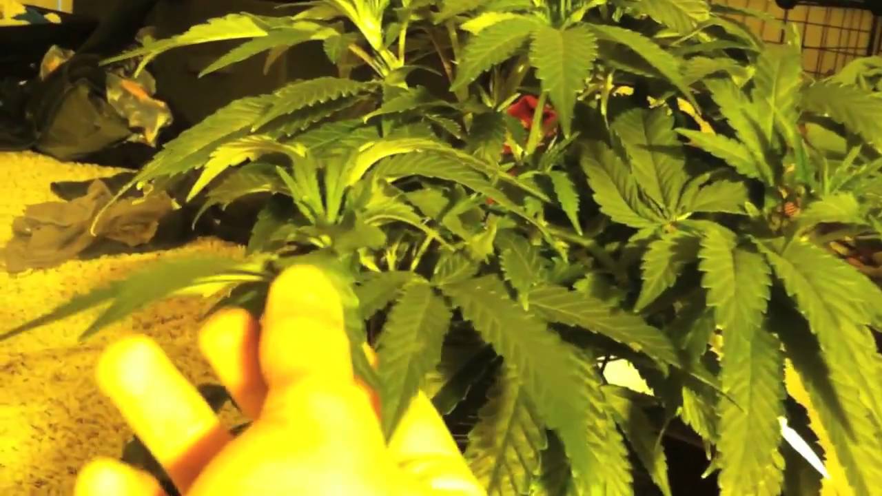 NugNews: 1000Watt Cannabis Grow