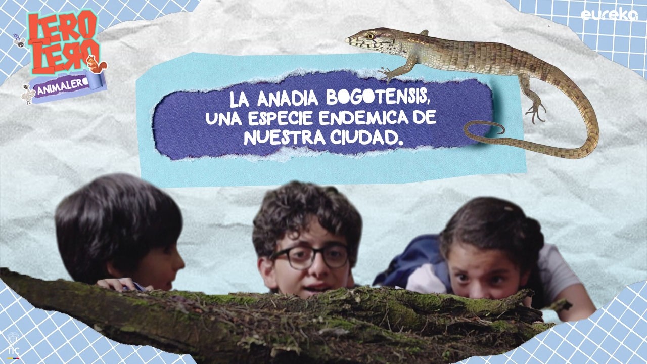 Anadia Bogotensis, una especie muy bogotana | Capítulo 4 | Lero, Lero, Animalero