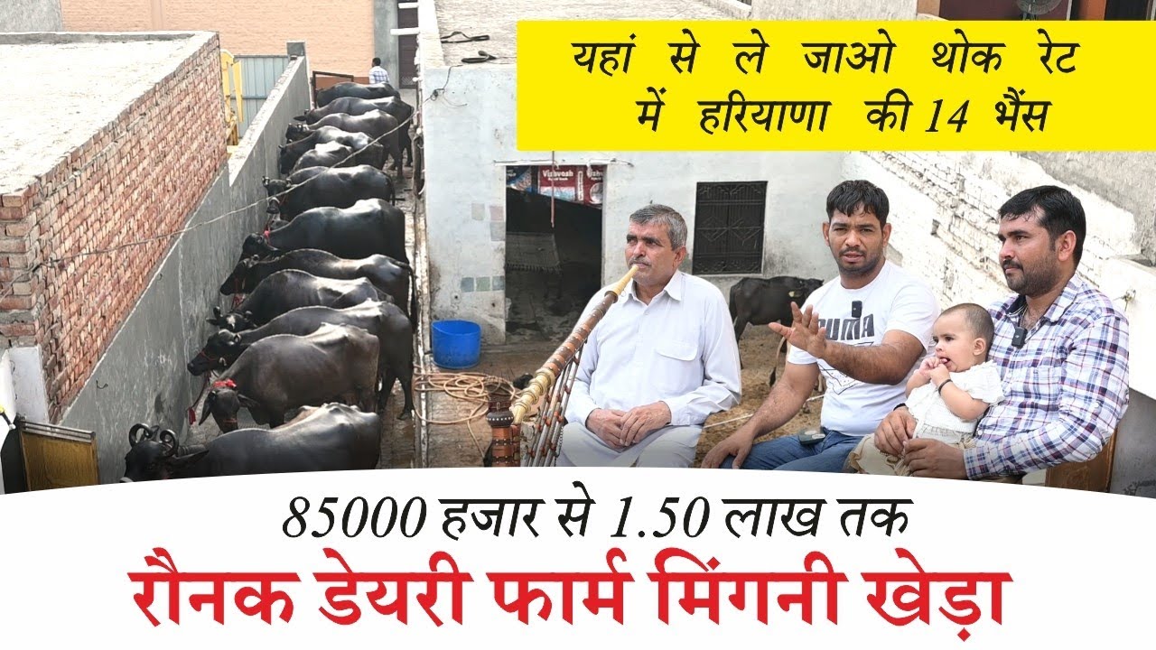 खरीदें 14 भैंस 85000 से 1.50 लाख में || RONAK DAIRY FARM MINGNI KHERA, HISAR