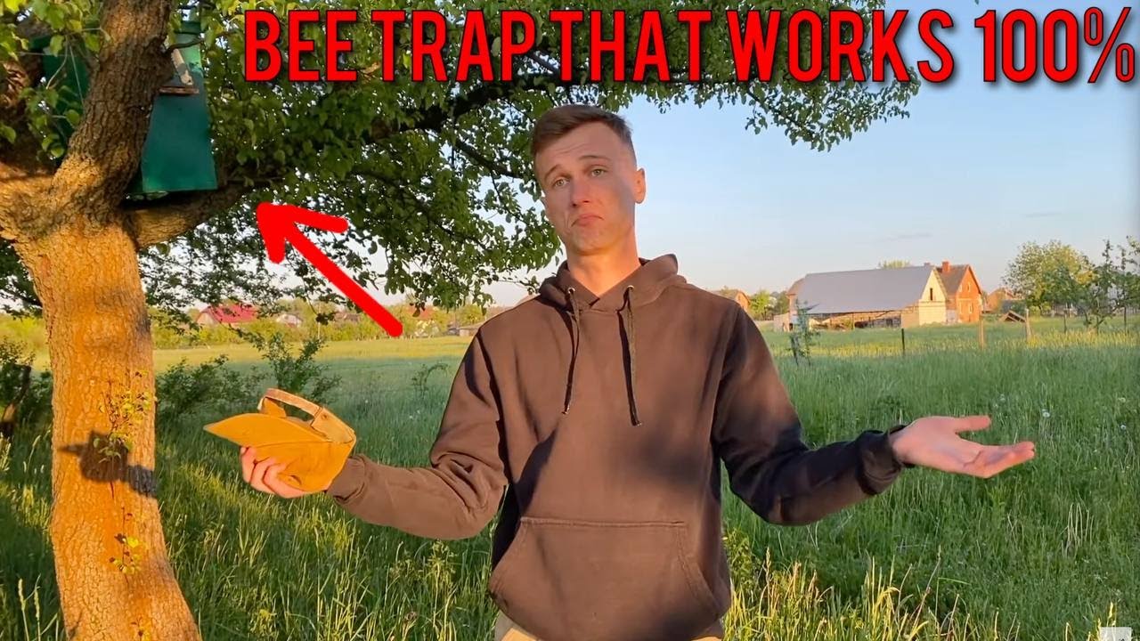 How to catch a swarm of bees. Bait for the swarm. Where to place the trap.