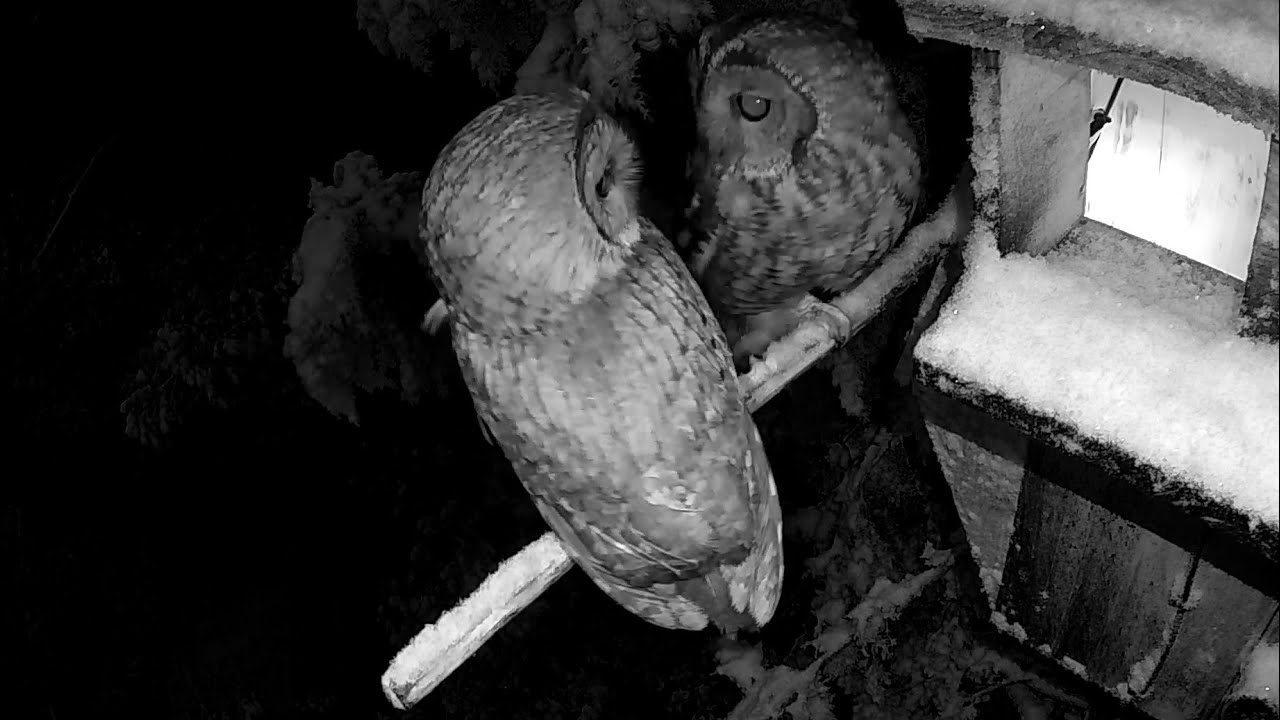 🦉❄ ¡SU PRIMERA NEVADA! ❄🦉.  Cárabos de Toledo, Castilla-La Mancha.