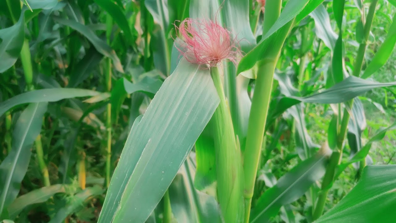 Amazing Green Field - Corn Crop ! Wonderful scenes