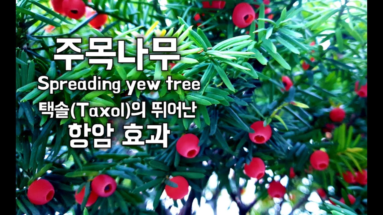 주목나무(Spreading yew tree)의 건강상의 이점ㅡ 택솔(Taxol)의 뛰어난 항암 효과, 각종 암, 고혈압, 뇌졸중에 탁월해요