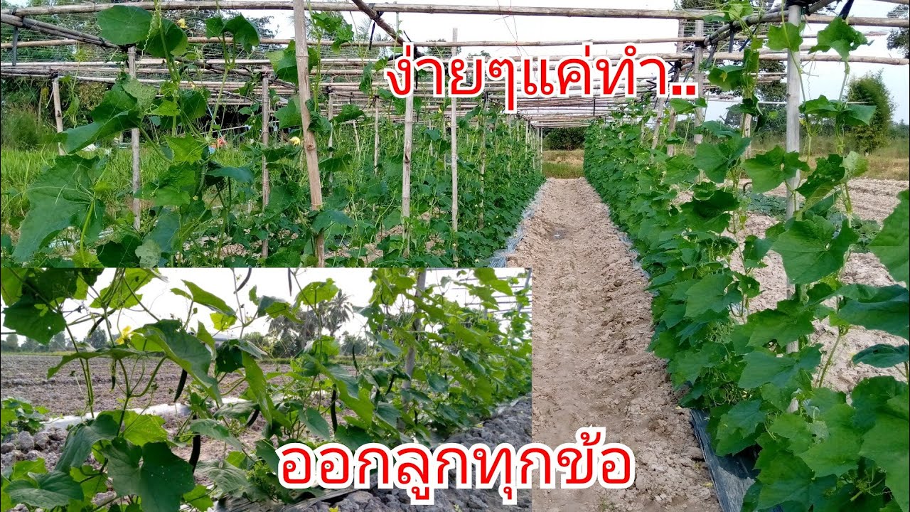 ปลูกบวบให้ขายได้ราคาดี!?เทคนิคง่ายๆแค่ทำแบบนี้รับรอง..