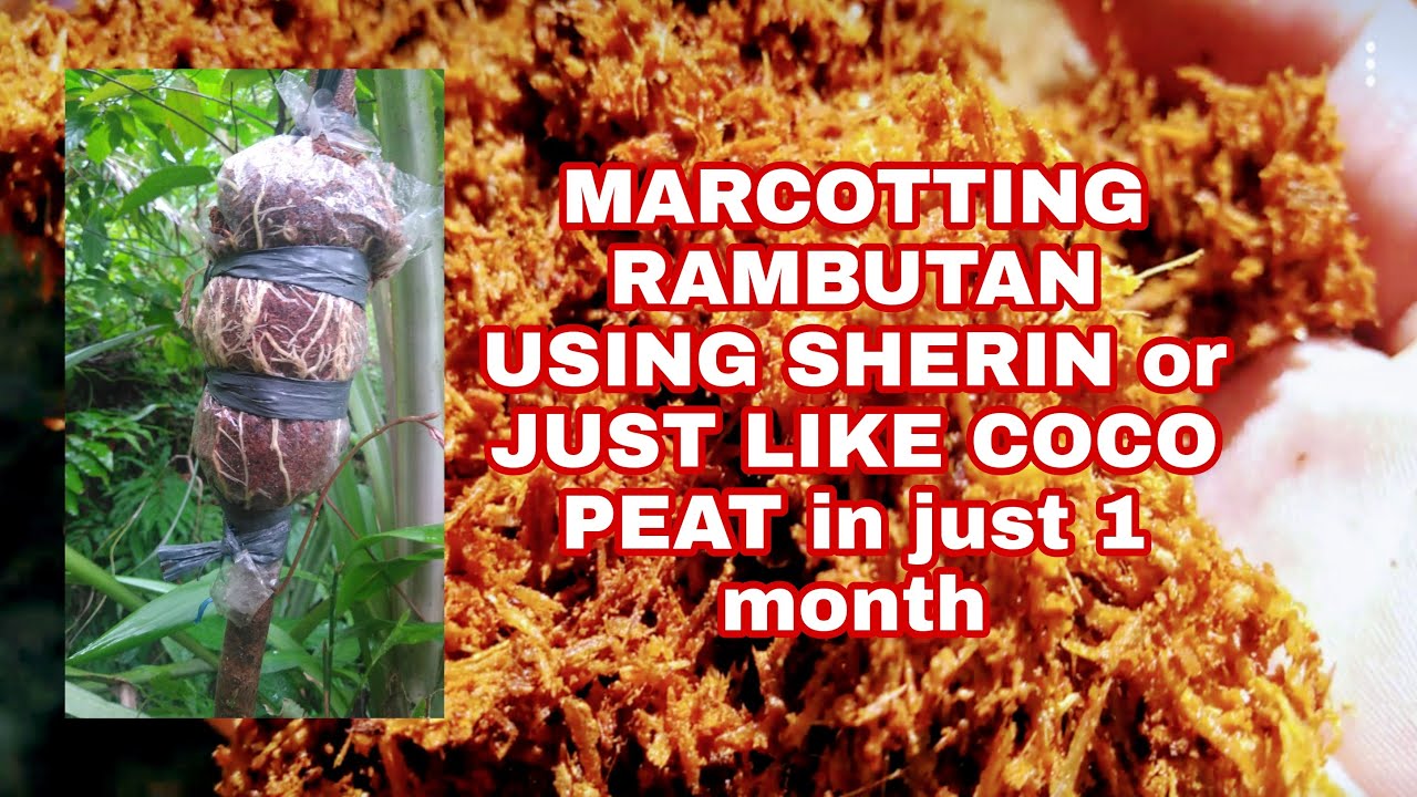 PAANO MAGMARCOT NG RAMBUTAN GAMIT ANG COCO PEAT? | HOW TO MARCOTTING RAMBUTAN USING COCO PEAT?