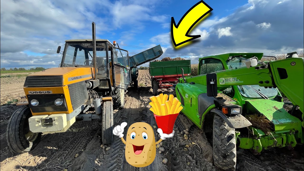 #516- 75t/ha ziemniaków czy to możliwe ? Kopiemy Corinę! Ursus 1012 + Kombajn anna  Z644 w akcji!