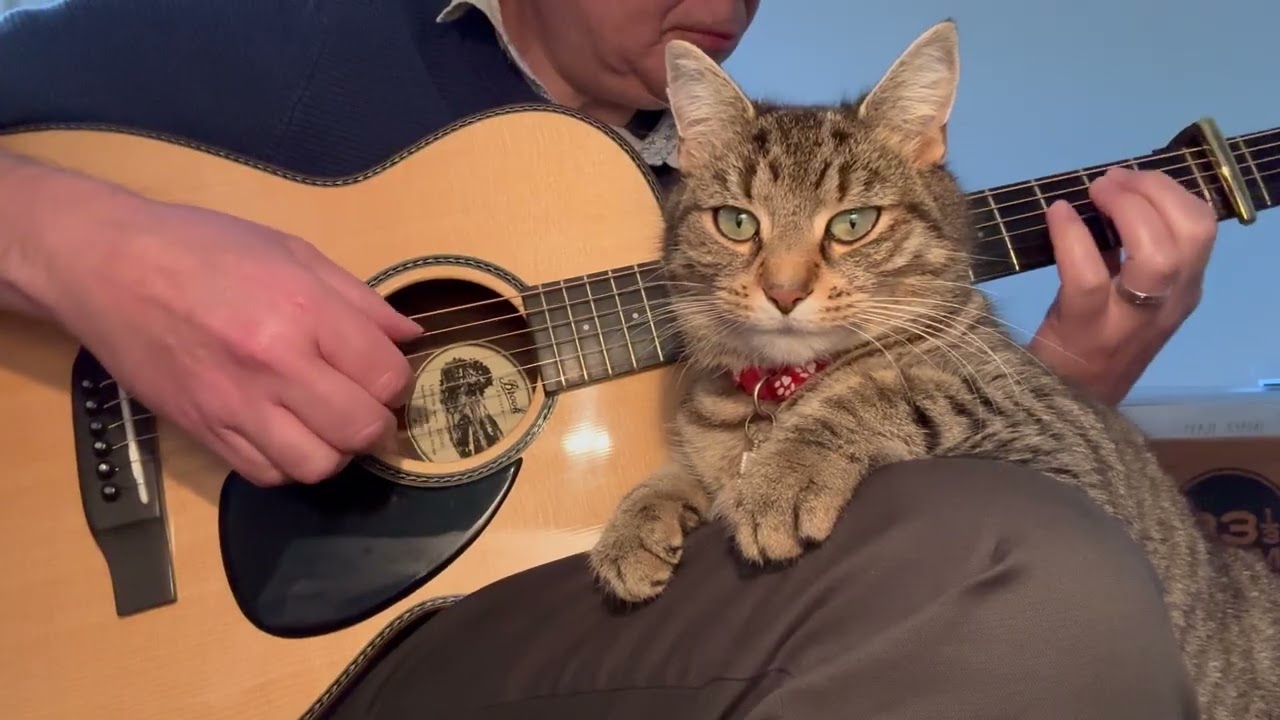 Tamar valley (a cat on my lap!)