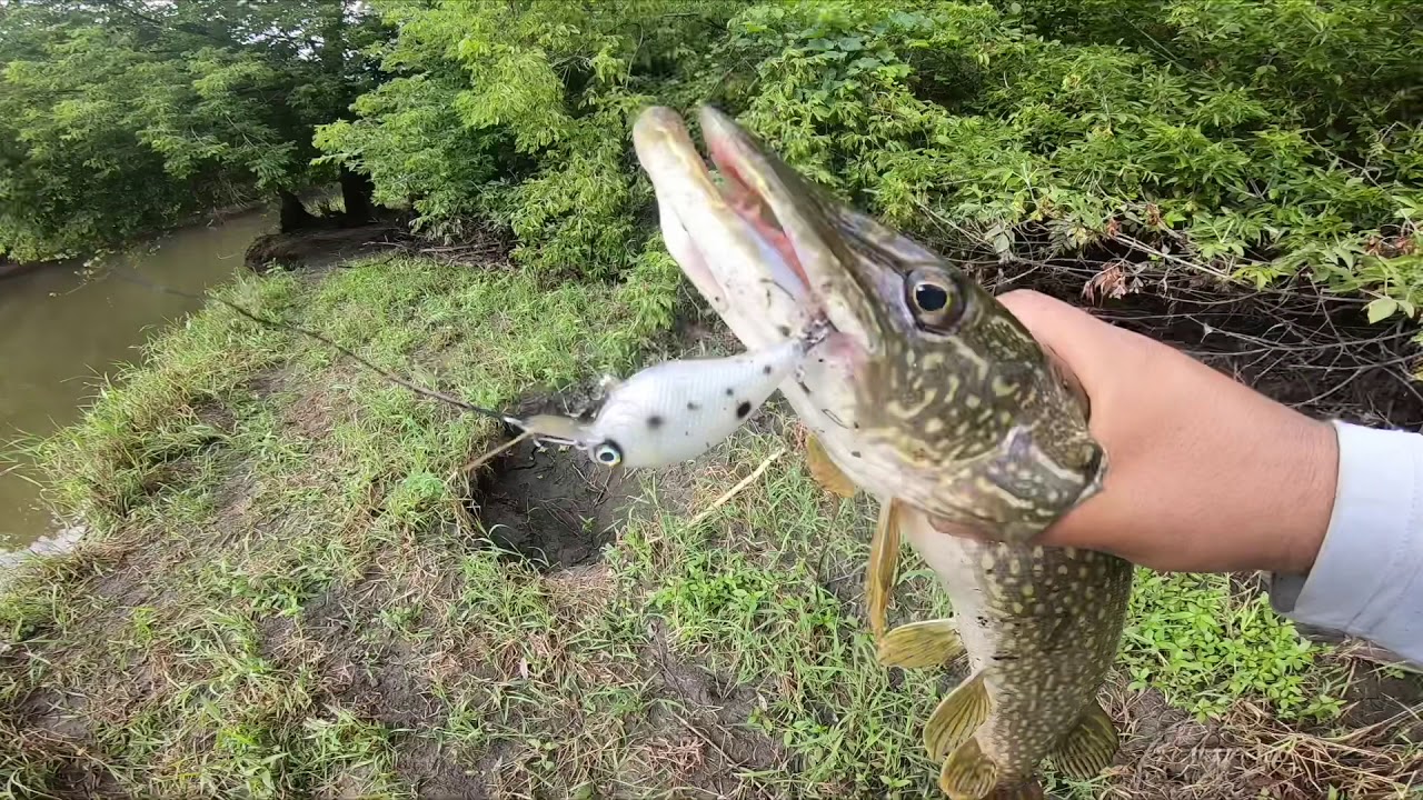 PIKE FISHING/ PESCA DE LUCIOS Tremendos animales en este pequeño arroyo lucios pike