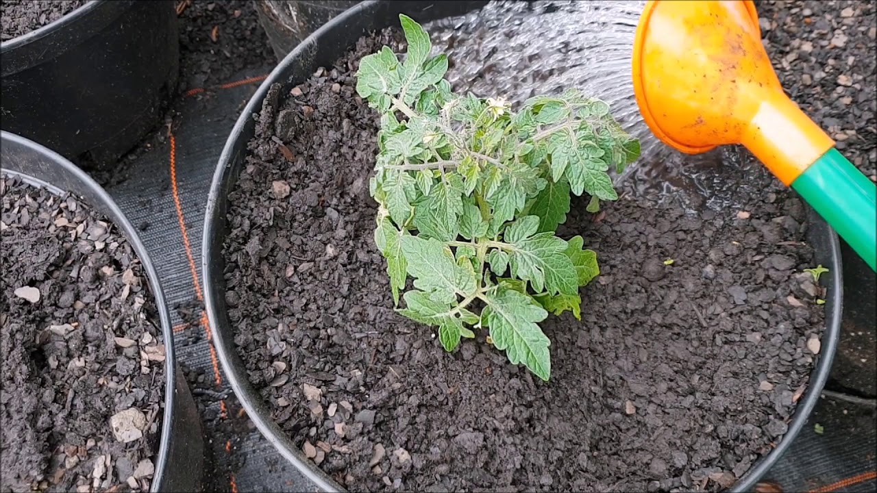 Jak sadzić Pomidory w Donicach | Sadzenie Pomidorów KROK po KROKU
