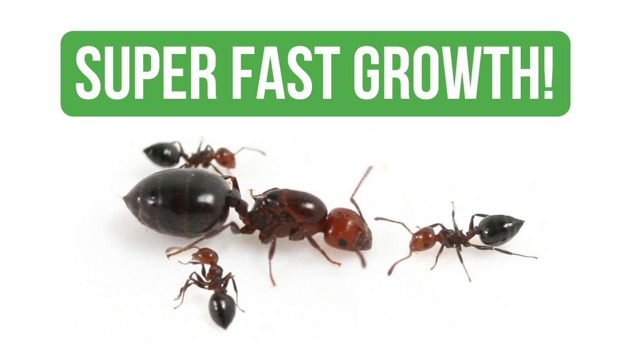 How To Care for Crematogaster Scutellaris - Care Guide | BRUMA Ants