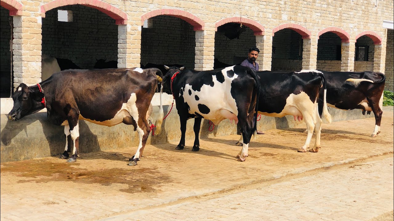 2 سجری سوئی 2 تیار ویڑیاں برائے فروخت 3 جون 2024 ساروکی گجرات[8498176-0318]