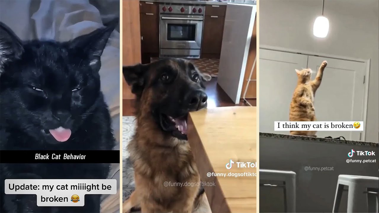 Adorable Pets Being a Menace to Society! 😂🐾