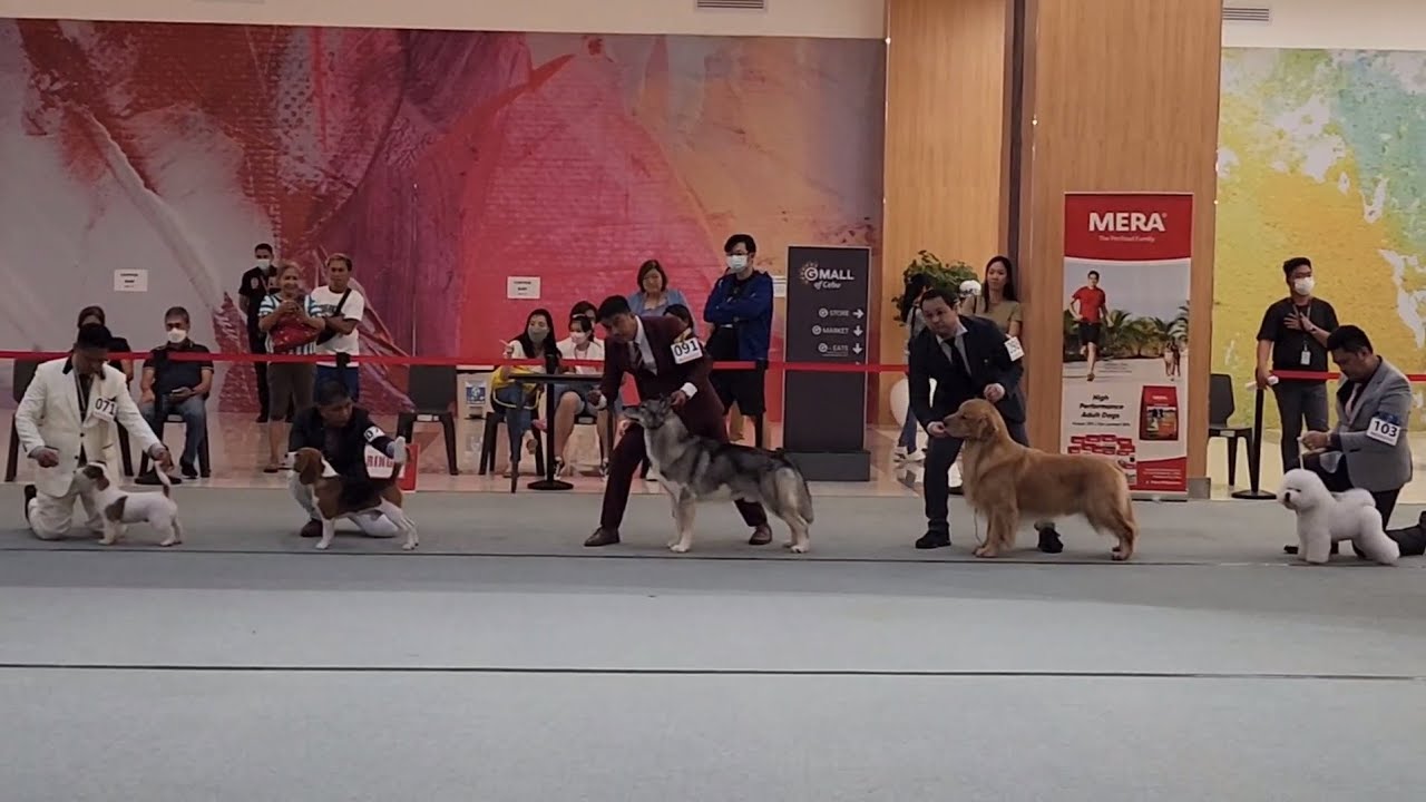 AGOUTI Husky joins BEST IN SHOW Competition in a PCCI Dog Show
