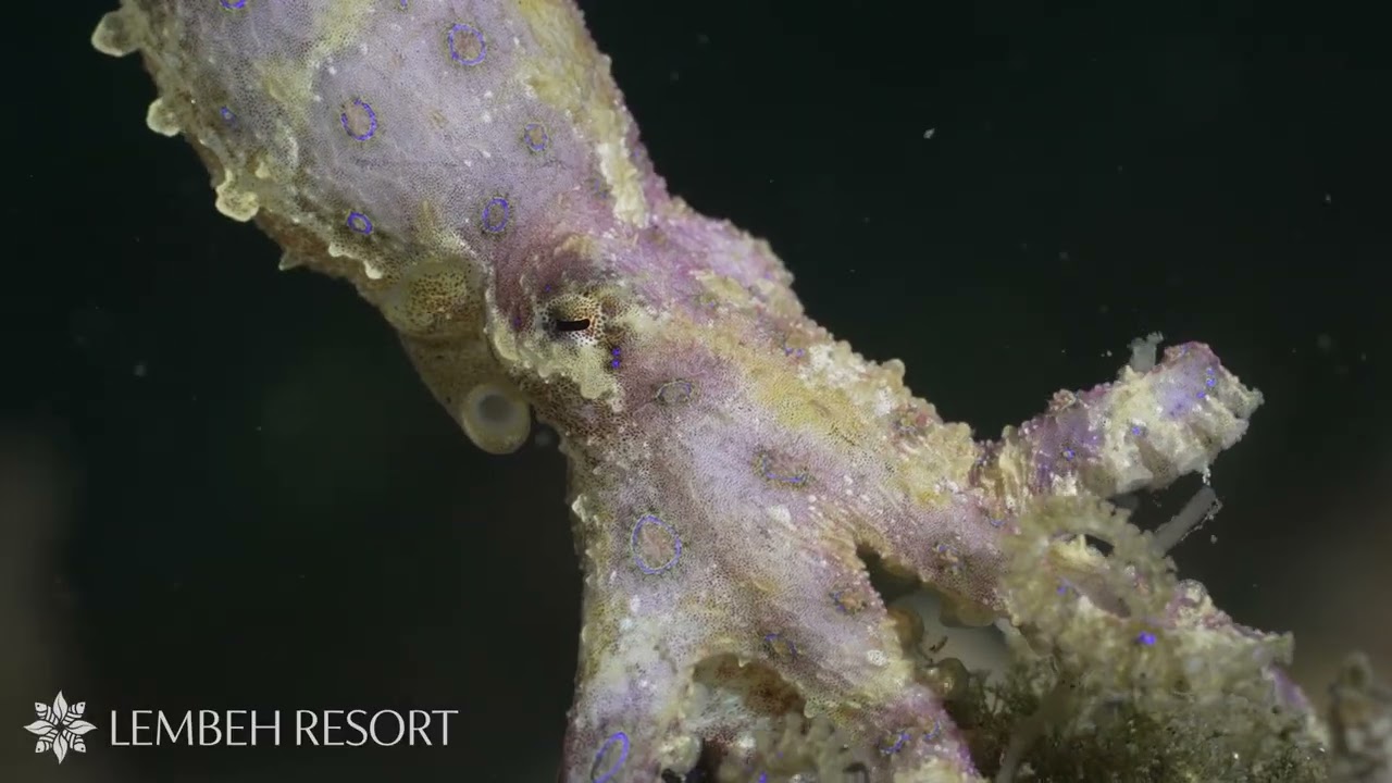 March Highlights from the Lembeh Strait