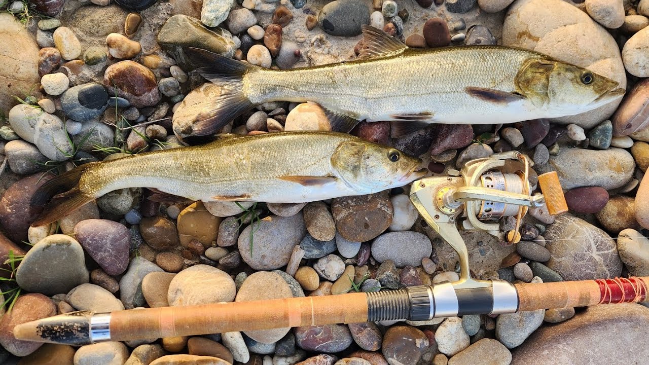 صيد سمك الشلك طعم سمكة🎣 خداعة .الثاني من شهر شباط .Aspius vorax fishing 🎣