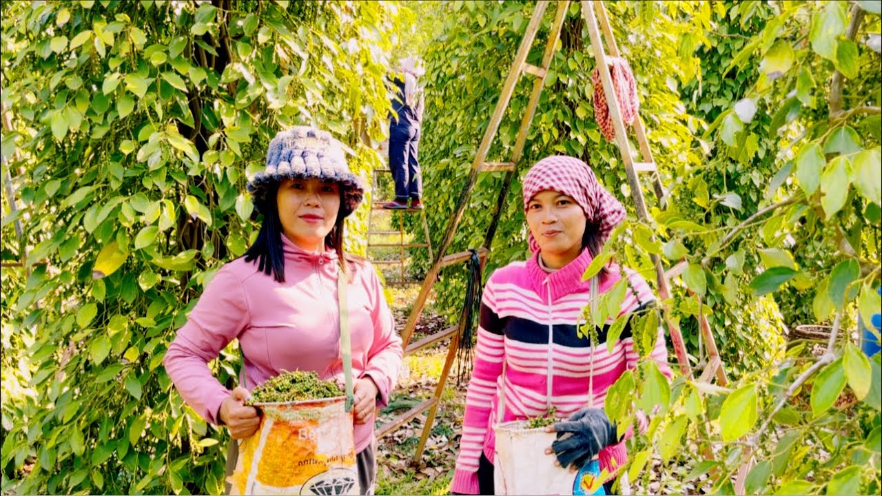 អ្នកភូមិខ្ញុំប្រមូលផលម្រេច Go and watch the villagers harvest pepper.@SokleangFamilylife