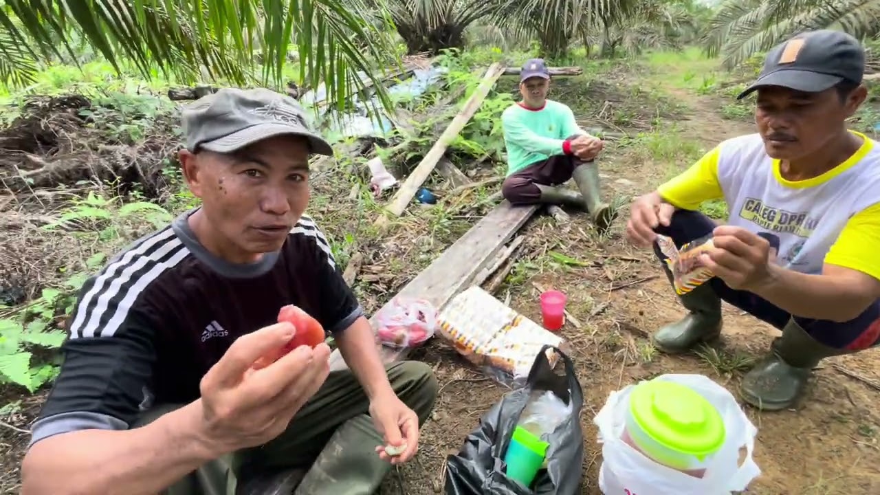 CARA MUDAH APLIKASI PUPUK CU & BORAX PADA SAWIT