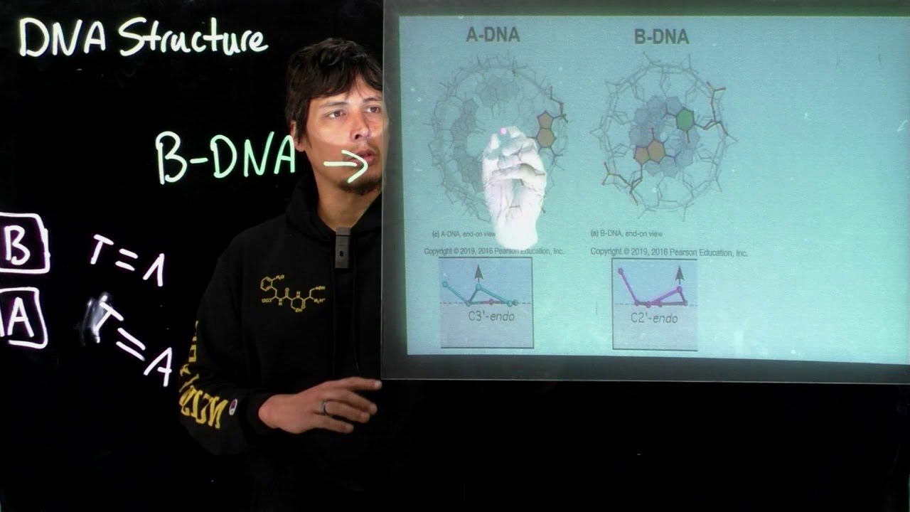 Topic 10.12 - Intro to DNA macromolecular structure