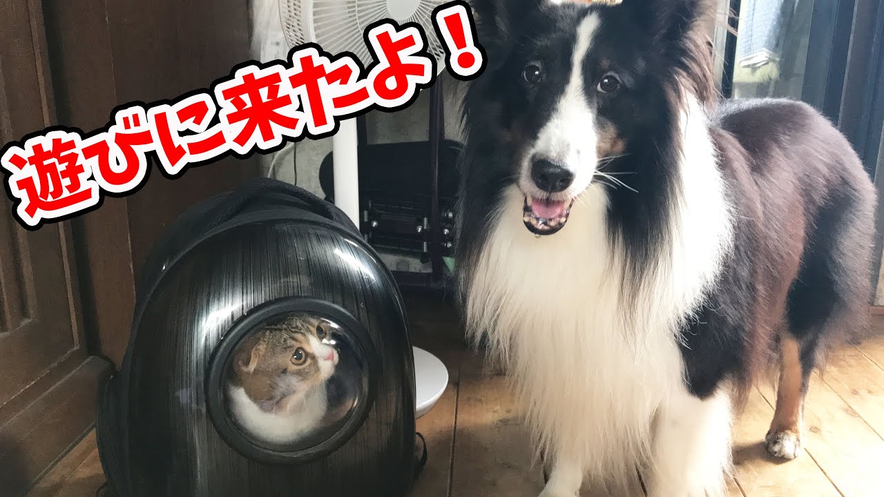 【猫】ママの実家に遊びに行く猫【スコティッシュフォールド】【Scottish Fold】