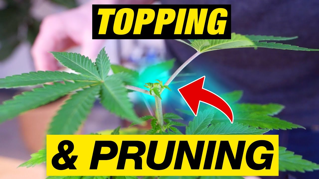 PRUNING CANNABIS PLANTS FOR MAXIMUM YIELD!