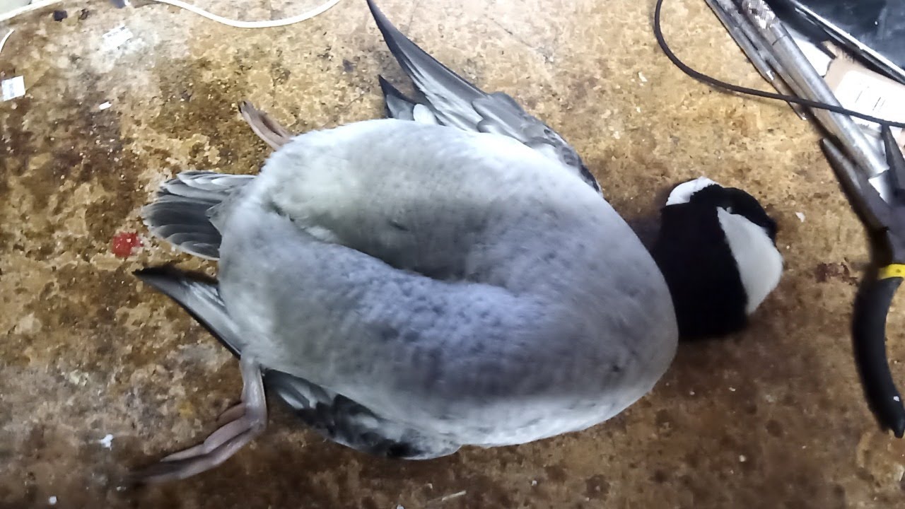 Livestream Mounting a Standing Bufflehead