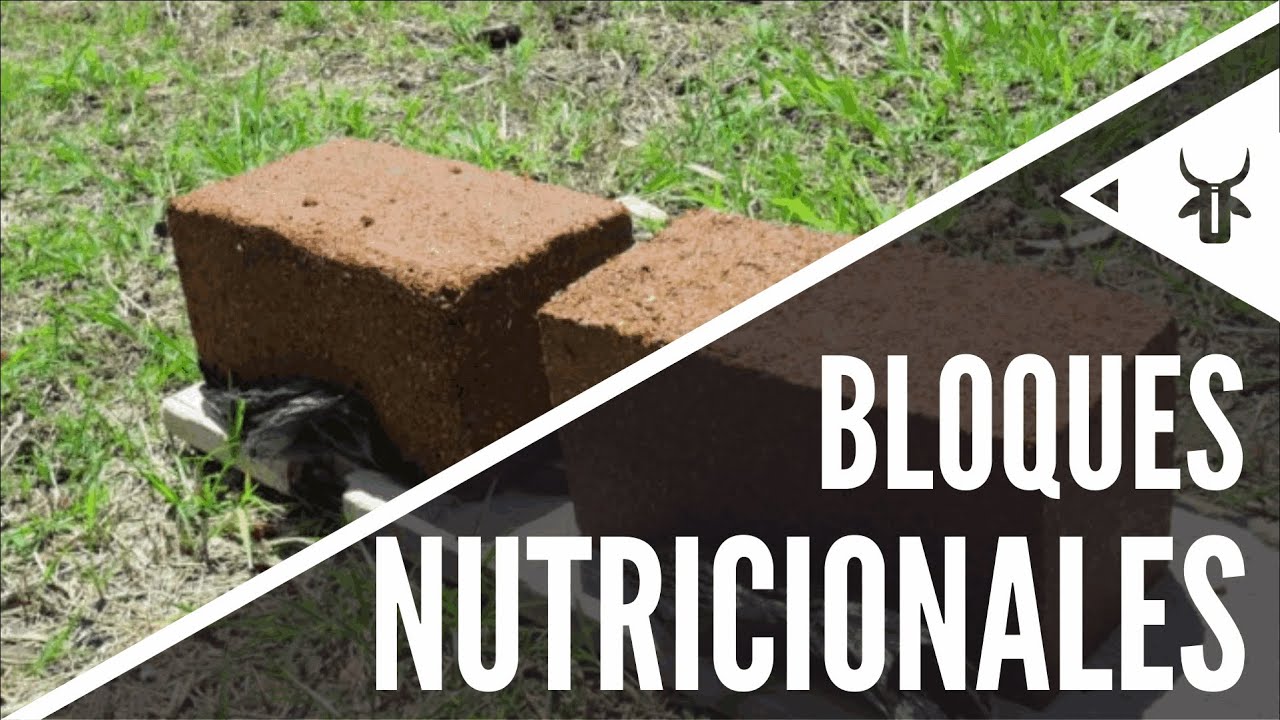 Bloques nutricionales para rumiantes