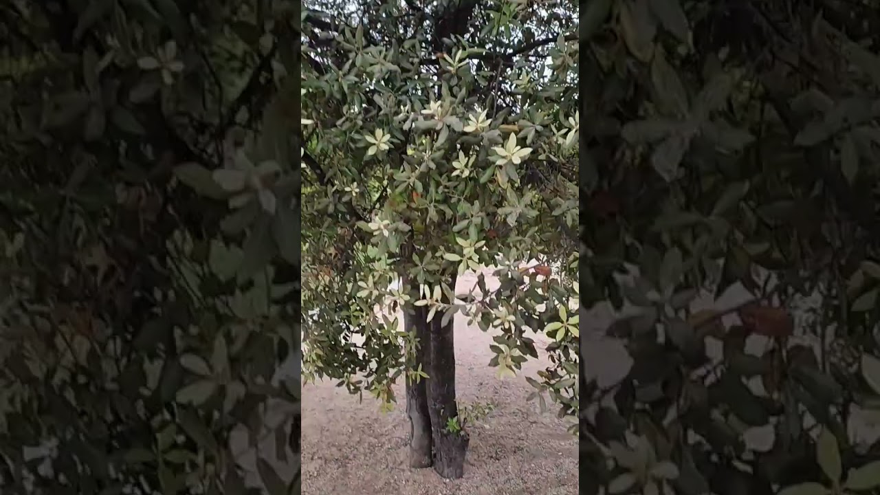 Encina, quercus ilex #&aacute;rboles #tree