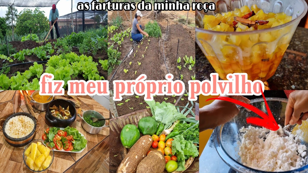 colhi mandioca  fiz bolo e até polvilho | mudei cebola|alface e brócolis | doce de mamão e almoço