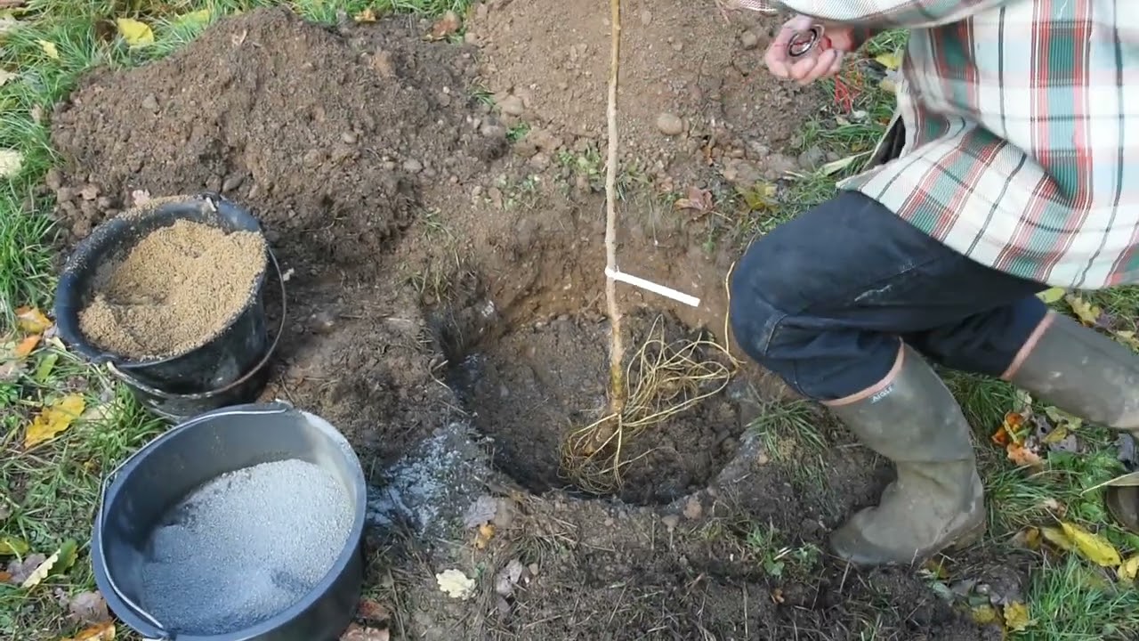 Agriculture naturelle : plantation d'arbres fruitiers