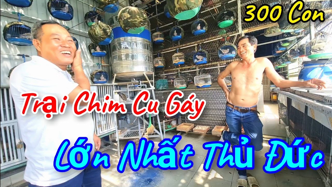 Khám Phá Trại Chim Cu Gáy Của Anh Minh  Lớn Nhất Thủ Đức - Tp HCM .