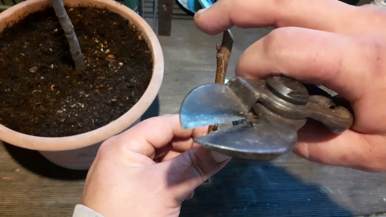 INNESTARE UN ALBICOCCO SU UN PRUGNOLO SELVATICO