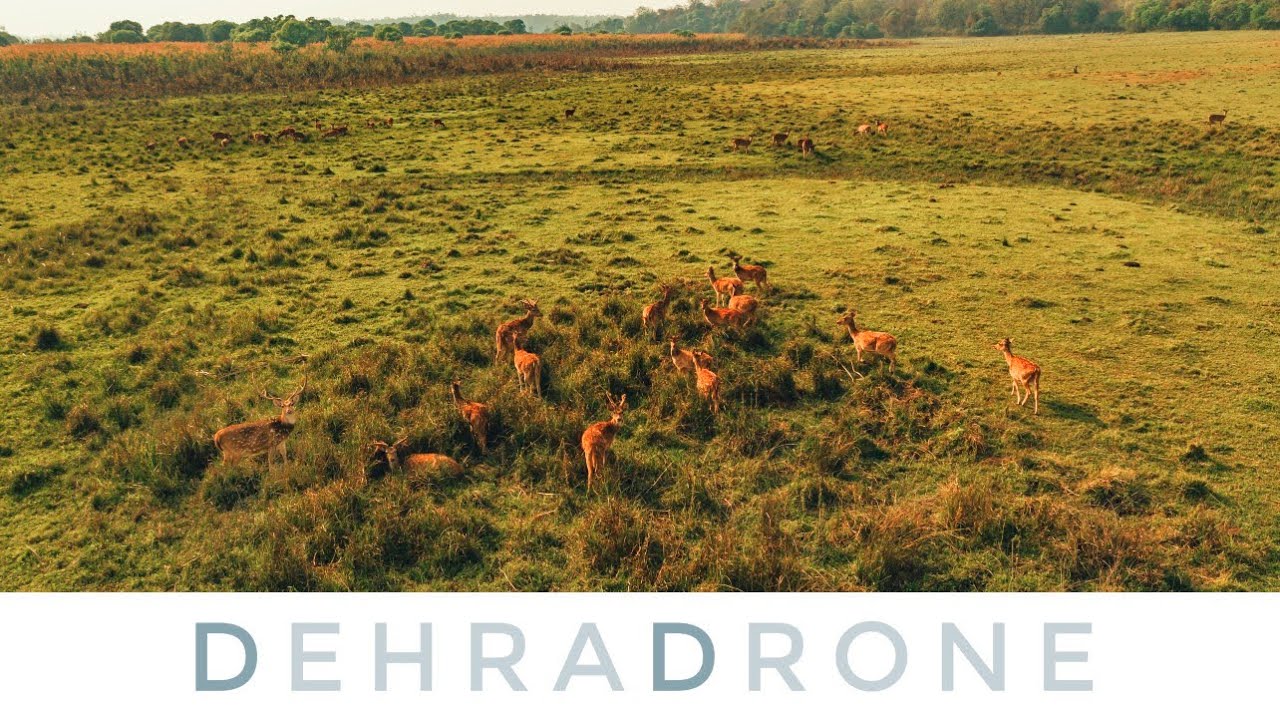 Rasiya Barh Range || Rajaji National Park || Jungle Safari || Dehradrone