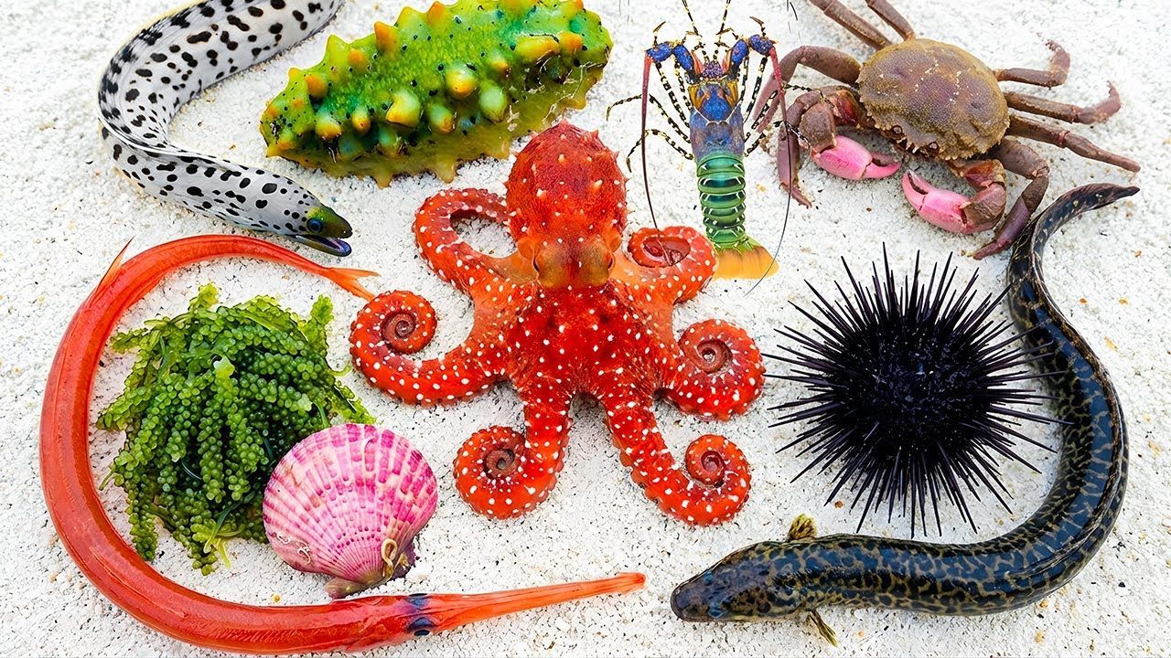 🌊 Прибрежная добыча пищи | 🐟 Fistularia petimba 🦀 Странный краб 🐍 Угорь 🦞 Омары 🐙 Гигантский осьм...