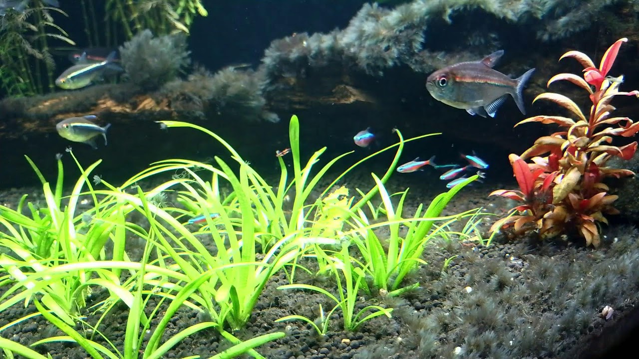 Live Aquarium – Relaxing Freshwater Fish Tank | Tetras & Plants