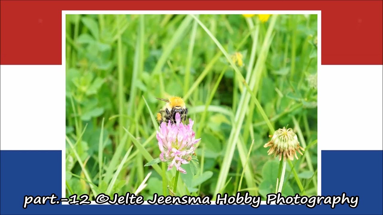 part.-12 &copy;Jelte Jeensma Hobby Photography