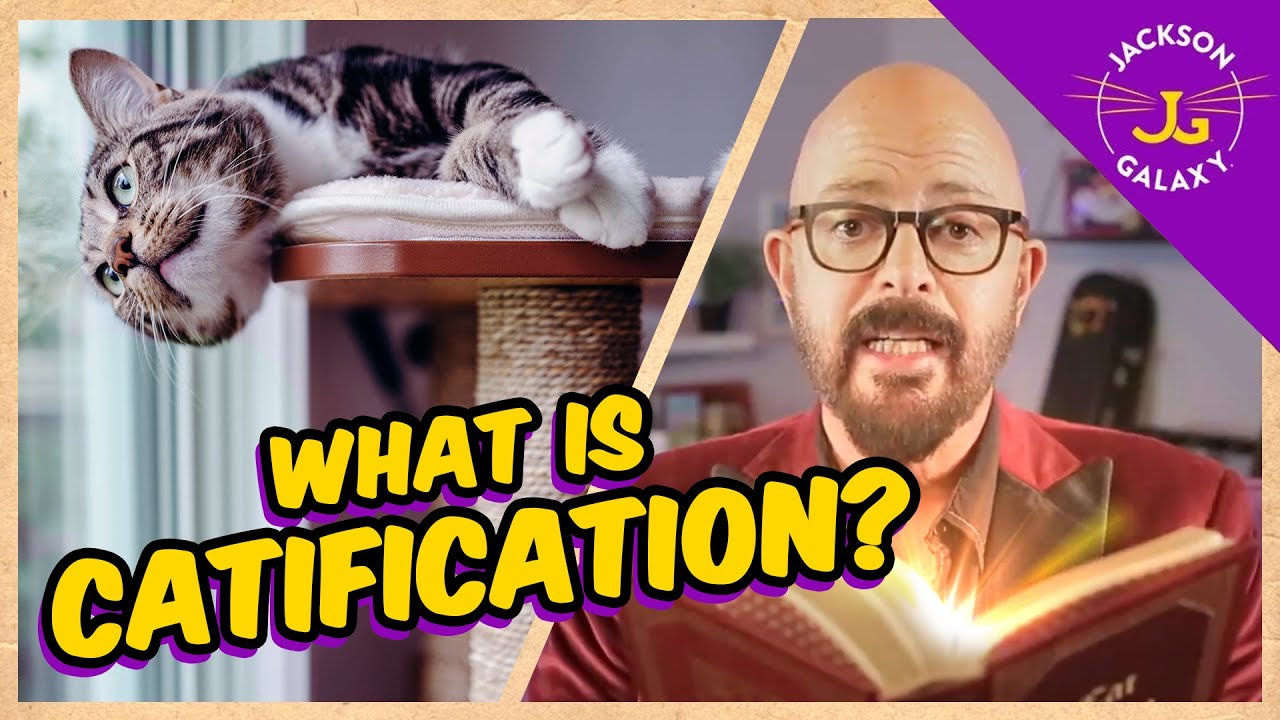 What is Catification and why it&rsquo;s crucial for your cat-loving home!