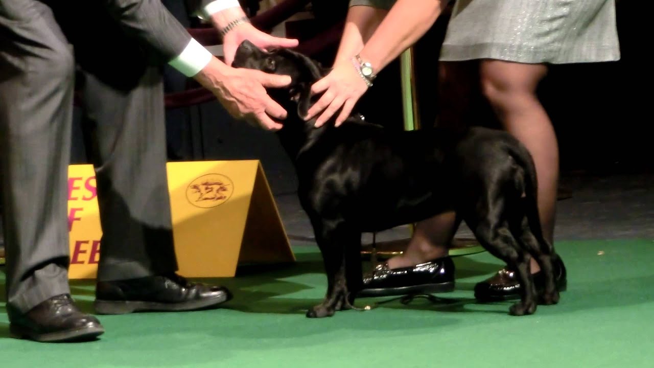 Westminster 2012. Staffordshire Bull Terrier.
