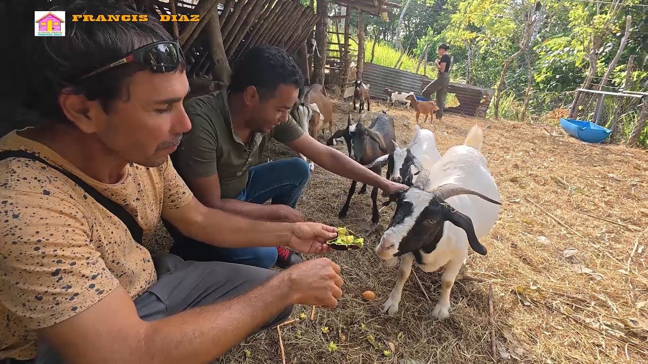 LA MALENA UN CAMPO DE MACORIS REPUBLICA DOMINICANA