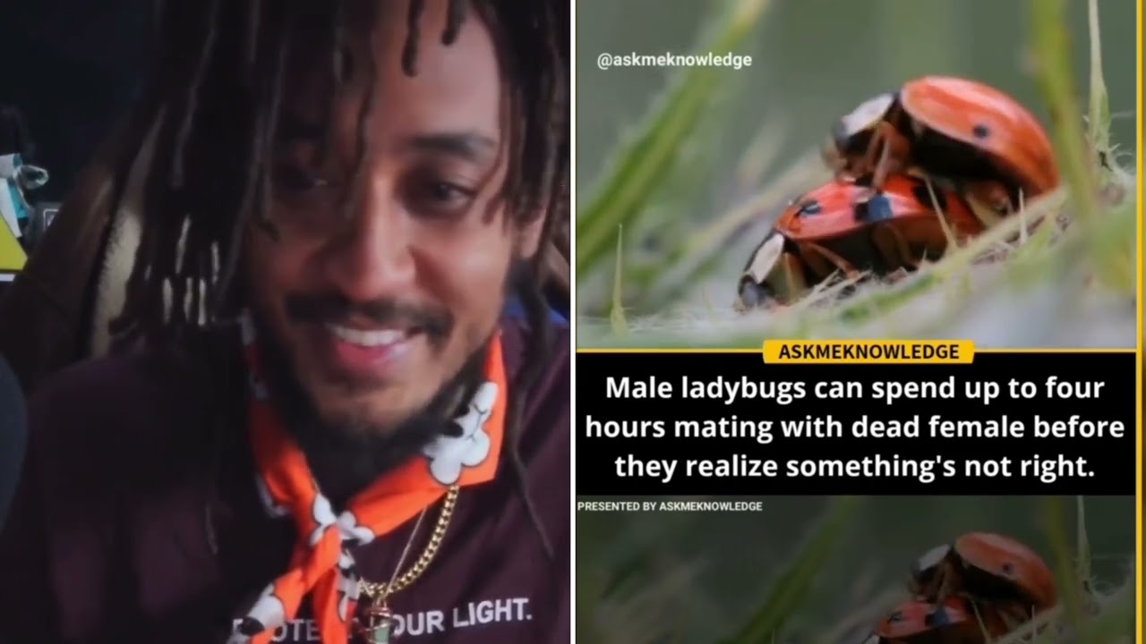 ТЁМНЫЙ ФАКТ О БОЖЬИХ КОРОВКАХ😳🐞👀 #PatGeo