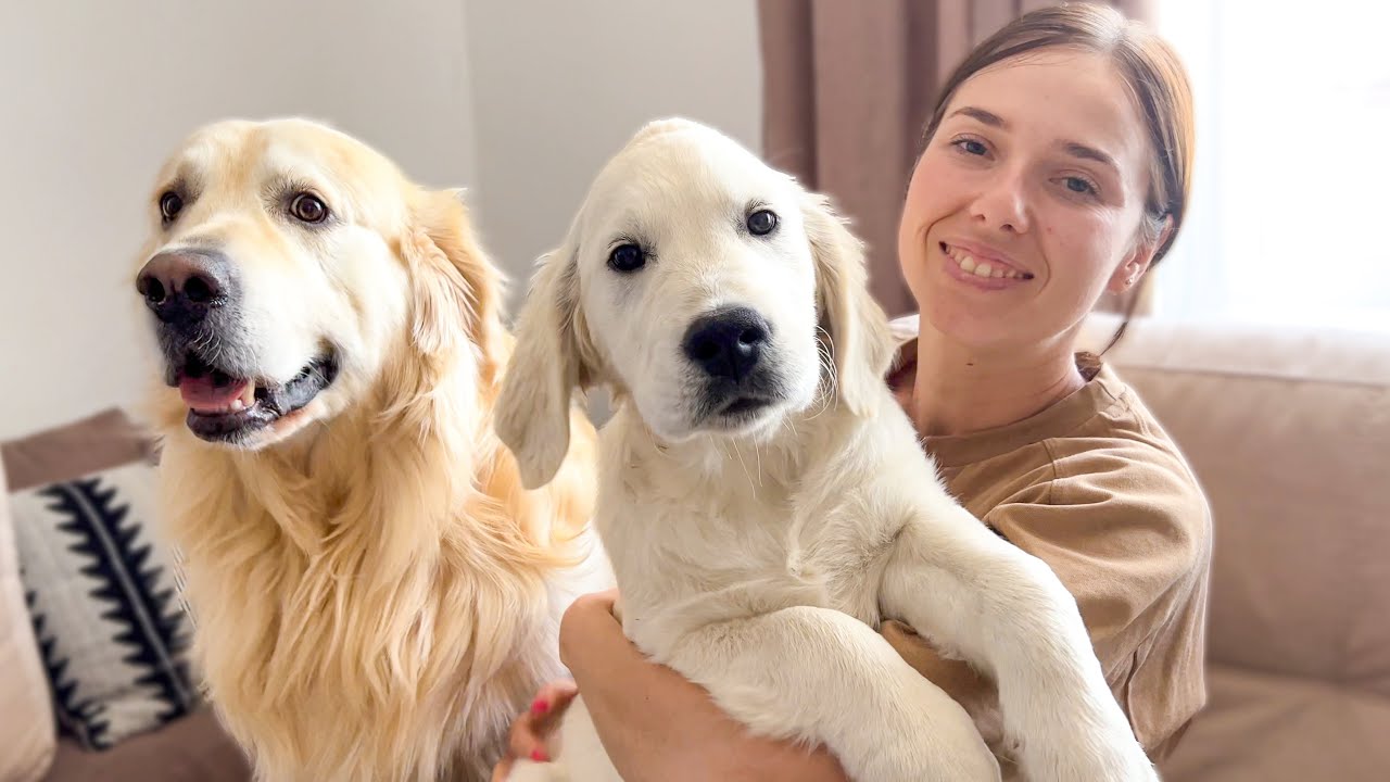 My Golden Retriever is Jealous of new Golden Retriever Puppy