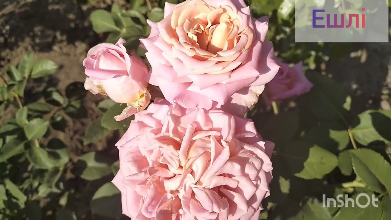 🌹Ресурси, які витрачаю на трояндоманію/ Зимівля моїх троянд у 5 - 6 зоні зимостійкості# троянди 