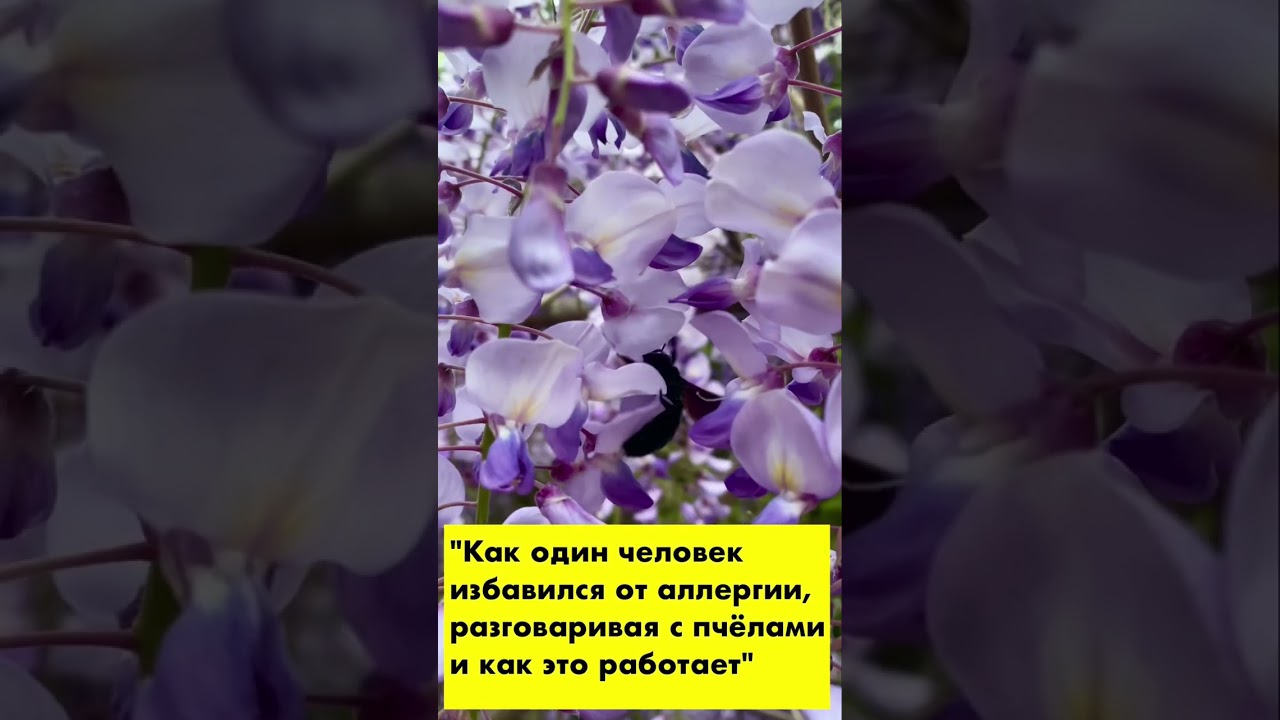 Как 1 человек избавился от аллергии, разговаривая с пчёлами. Смотрите на пчёл в моём ролике!