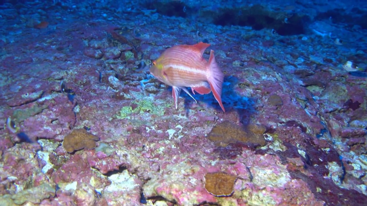 Tosanoides obama habitat (1080p)