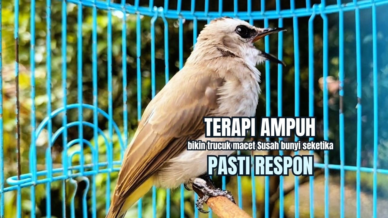 TRUCUKAN GACOR TARUNG ROPEL PANJANG Pancingan trucukan Agar Bunyi Jadikan Burung Trucuk Gacor Nyaut