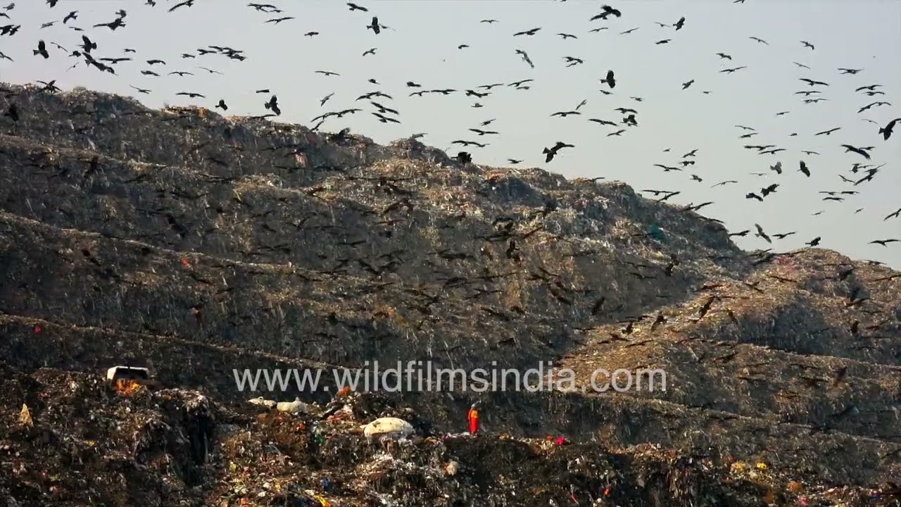 Inside Ghazipur Landfill: Trash Picking, Flying Birds, and Urban Chaos