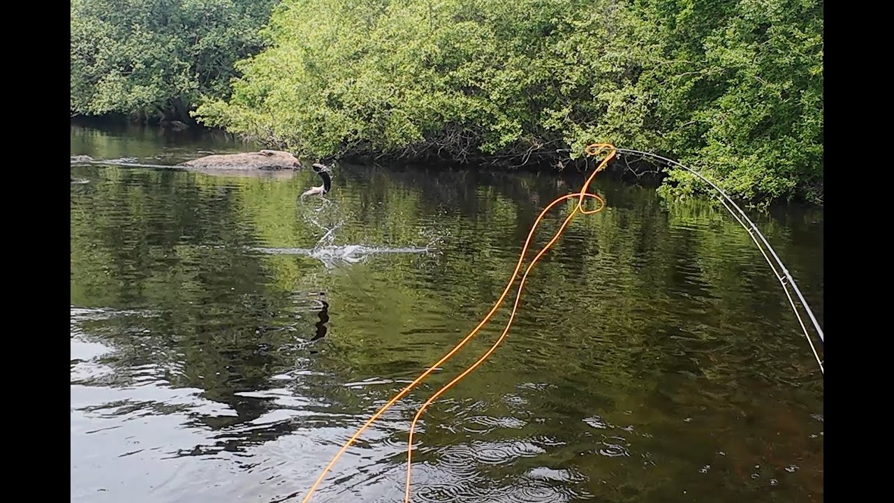 Pêche à la mouche sur le parcours no kill sur la Vézère à Bugeat (Corrèze). Magnifique parcours !