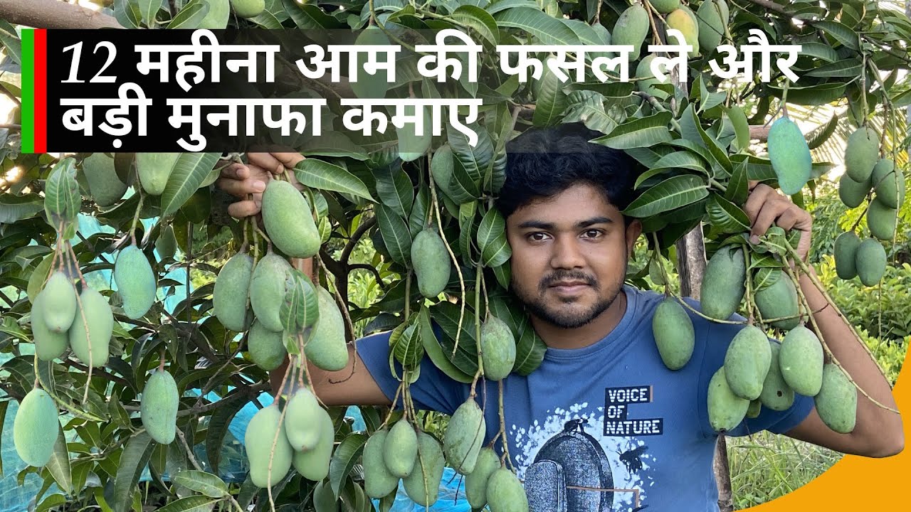 12 महीना आने वाला आम की खेती 🥭 || कच्चा आम बेच के 12 लाख की मुनाफा