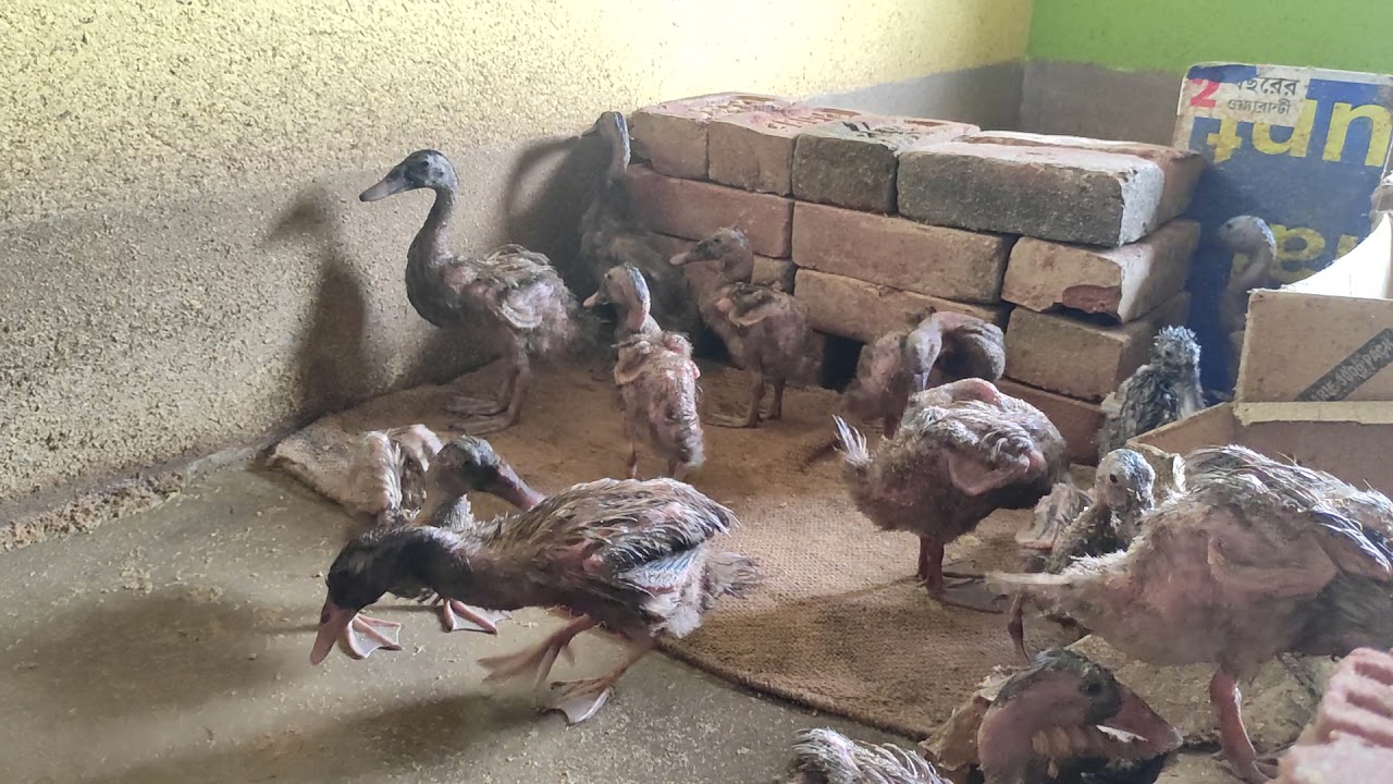 Duck after Bathing moment 🙈☺️🦆🦆🦆