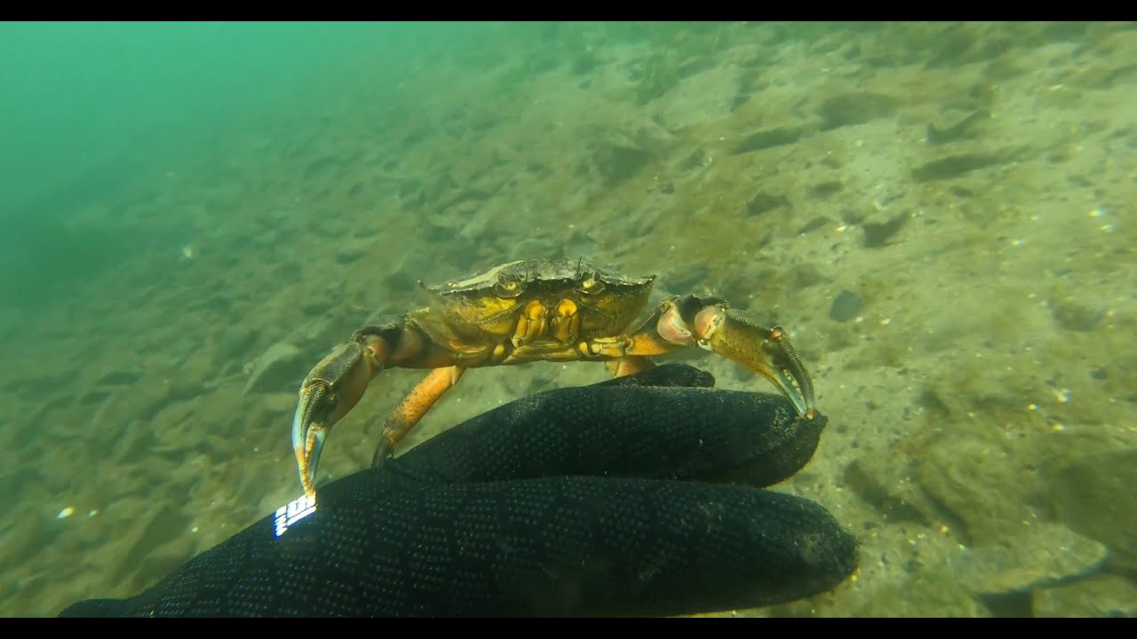 Diving with 1,000,000 strong school of Moss Bunker fish in NJ